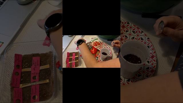 Пора высевать томаты на рассаду смотреть онлайн