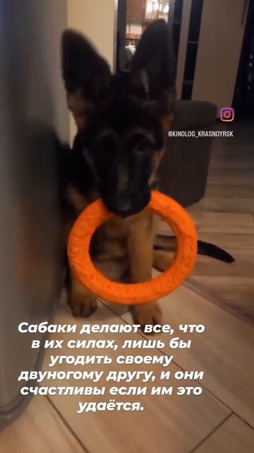 Щенок немецкой овчарки #3 месяца смотреть онлайн