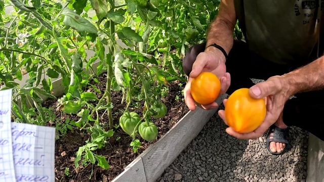 Обзор томатов сорт Сердце Ашхабада