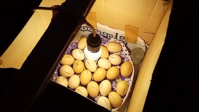 Первое утро в курятнике Цыплята трёх возрастов 🐤Утро