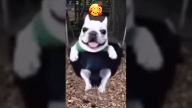 Собака качается на качелях))) #отдых #собака #мем #кайф #l смотреть онлайн