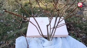 ВЕСЕННЯЯ ОБРЕЗКА МЕТЕЛЬЧАТОЙ ГОРТЕНЗИИ