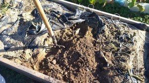 Как вырастить мощную корневую систему у томатов