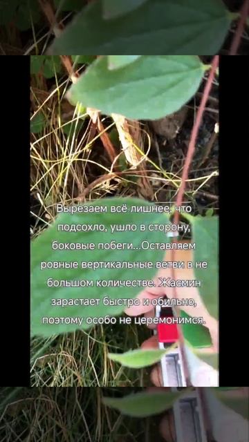 Обрезка жасмина смотреть онлайн
