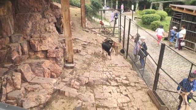 медовые водопады Мини-зоопарк.и многое другое интересное....(4) смотреть онлайн