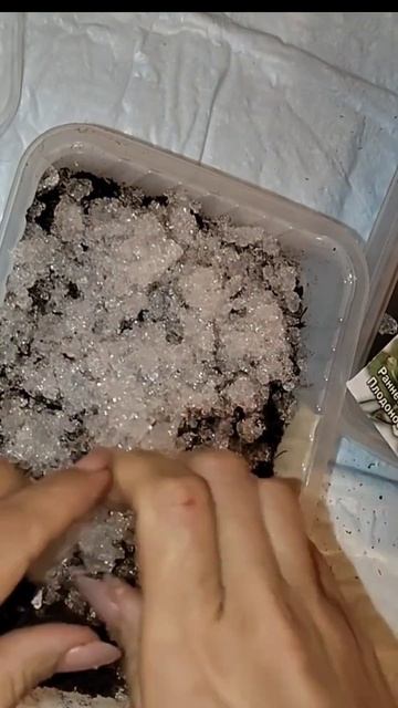 Давайте вырастим землянику из семян #земляникасадова? смотреть онлайн