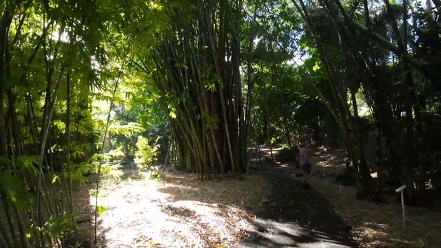 Ботанический Сад - Заросли бамбука смотреть онлайн