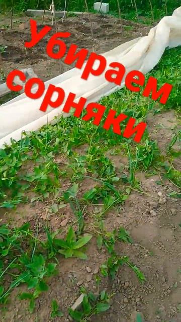 убираем сорняки в огороде смотреть онлайн