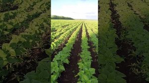 Подсолнечник Экселент