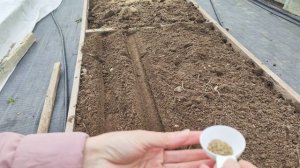 Как правильно сажать морковь, чтобы получить ровные корнеплоды.