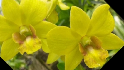 П-3. Ч-3. Обзор дендробиума Pattaya Gold спустя 37 дней после получения 3-ей посылки. Часть 3.