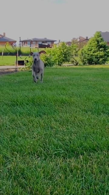 Рулонный газон «под ключ» #газон #рулонныйгазон #газон смотреть онлайн