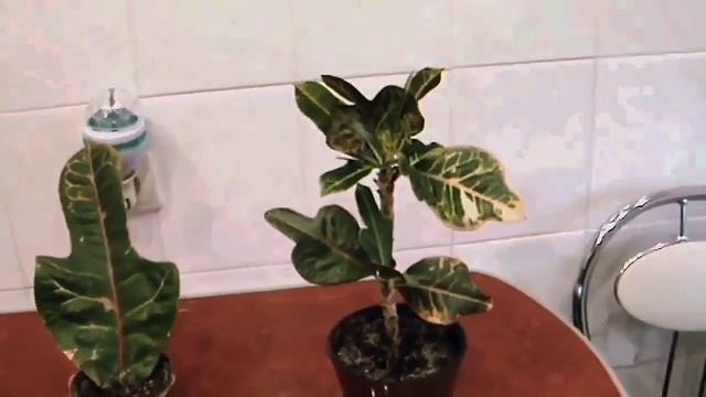 Размножение цветка Кротон.Листьями и черенками. смотреть онлайн