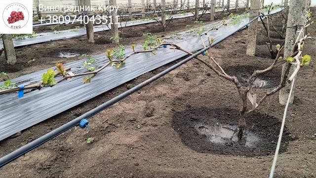 Влагозарядный полив: когда и зачем смотреть онлайн