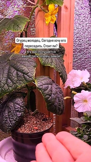 Как вырастить огурец зимой под лампами? Питание, свет смотреть онлайн