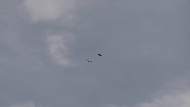 Пеус смотреть онлайн