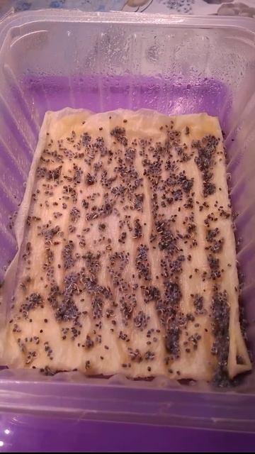 Как выростить Микрозелень дома. смотреть онлайн