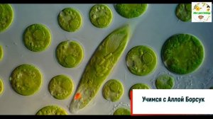 Хламидомонада под микроскопом.