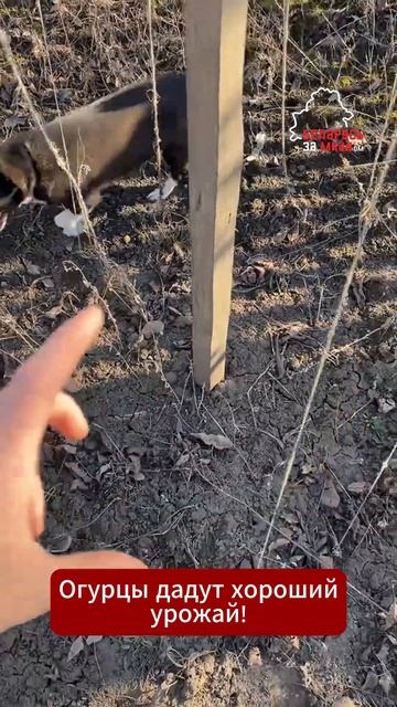 Лайфхак для огородников! Как помочь ОГУРЦАМ дать хоро? смотреть онлайн