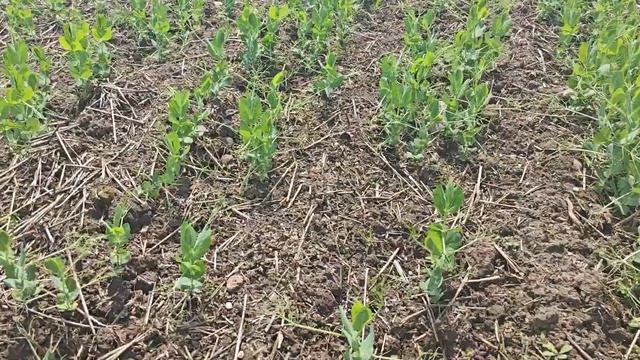 Горох 2024.Норма высева, сорта, гербициды, технология Ст? смотреть онлайн