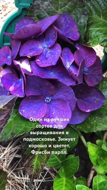 Мой сад в Подмосковье смотреть онлайн