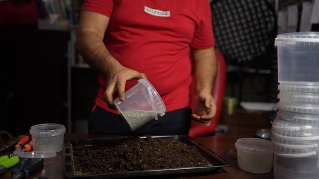 Подготовил грунт для Бонсай своими руками и рассадил ? смотреть онлайн