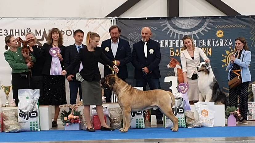 03.05.2025, СПб. Клуб "Звезда Невы" (РКФ, РФЛС). Выставка собак "ЗВЕЗДНЫЙ МАРАФОН" (САС, ЧРКФ) смотреть онлайн
