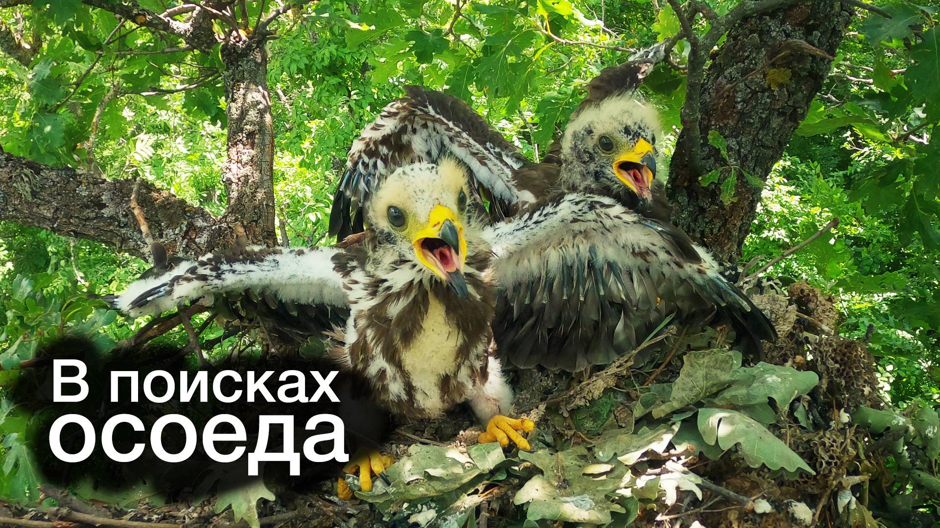 Птицы Крыма. В поисках осоеда. смотреть онлайн