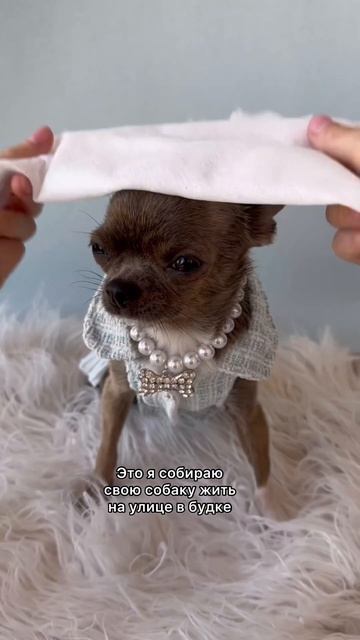 ❤️ #чихуахуа #собака #юмор #chihuahua #dog #cобаки #cane #dogvideo #치와와 #チワワ #犬 #狗 смотреть онлайн