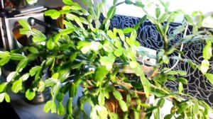 Как правильно обрезать декабрист после цветения для п