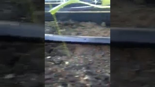 Автоматизация больших теплиц с помощью контроллера SPA смотреть онлайн