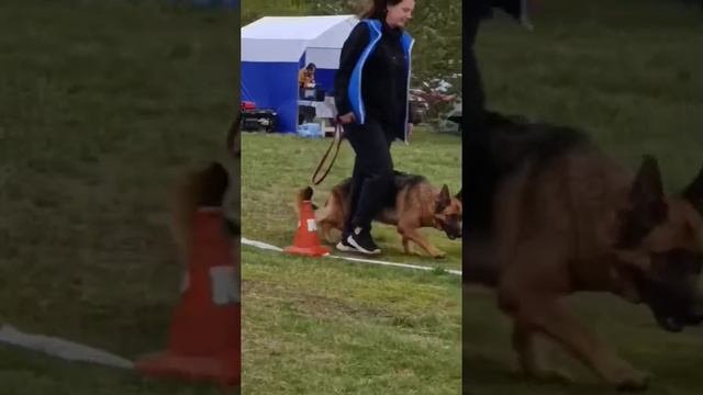 Тальвинд Валлишер СПАРТА - №81 / КЧК ЧЕЛЯБИНСК 3 мая`25 I.Radulovic Моно нем.овчарок