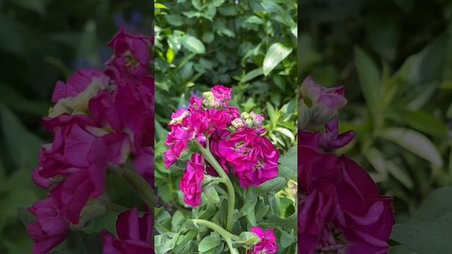 Особенности выращивания маттиолы