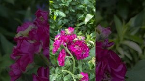 Особенности выращивания маттиолы