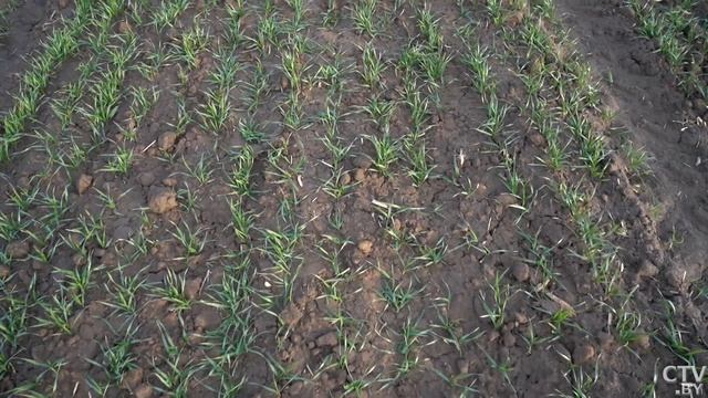 Беларусь приближается к посевной! Как аграрии готовят смотреть онлайн