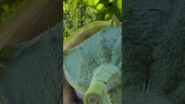 Баклажан 🍆 . Как выращивать в парнике #баклажан. Копти смотреть онлайн