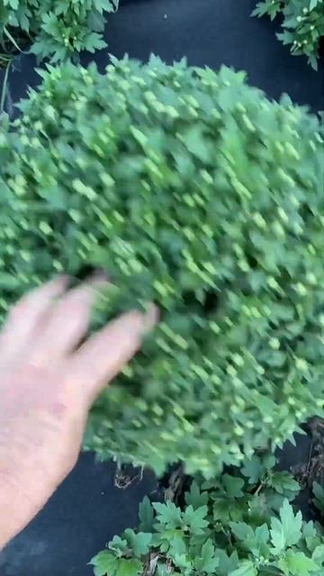 #хризантема #садоводство #хризантемамультифлора #сад # смотреть онлайн