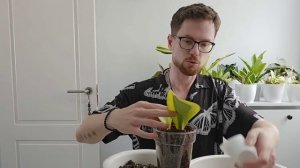 Большая разговорная пересадка сансевиерий моей колле