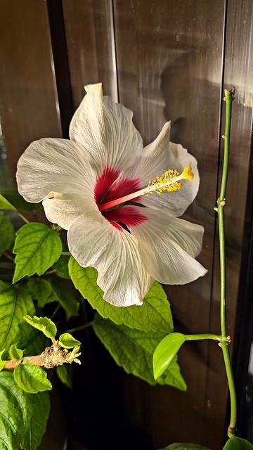 Зацвёл мой Гибискус #top #цветы #plants #растения #обзорцвет смотреть онлайн