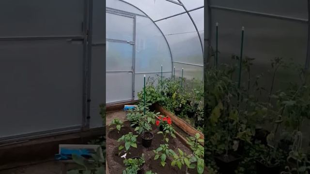 Теплица 2. Ещё сидим в тесноте, на улице +8 смотреть онлайн