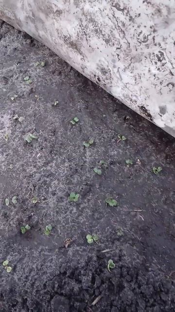 чеснок #огород смотреть онлайн