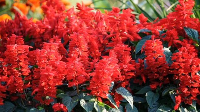 Что посеять в феврале? Февральская рассада смотреть онлайн