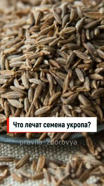 Что лечат семена укропа