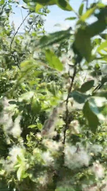 10/06/2022, Лоза и её семена смотреть онлайн