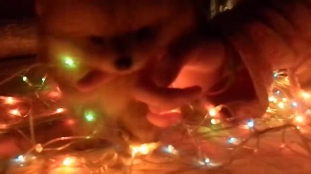 Девочки померанского шпица продаются