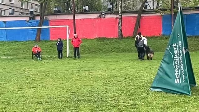 3 Отл. ГРИГОРИЙ из Смоленской Крепости +++ №48 / КЧК СМОЛЕНСК 1 мая`25 Е.Силаева Моно нем.овчарок