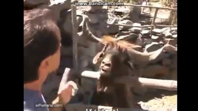 самый лучший прикол года!!!! смотреть онлайн