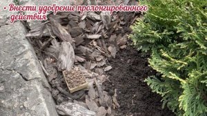 Уход за туями ранней весной.🌲Базовые рекомендации.  #?