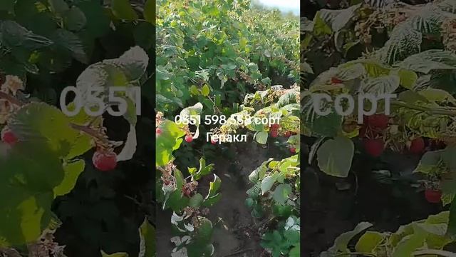 малина сорт Геракл Иссык Куль саженцы 30 сом смотреть онлайн