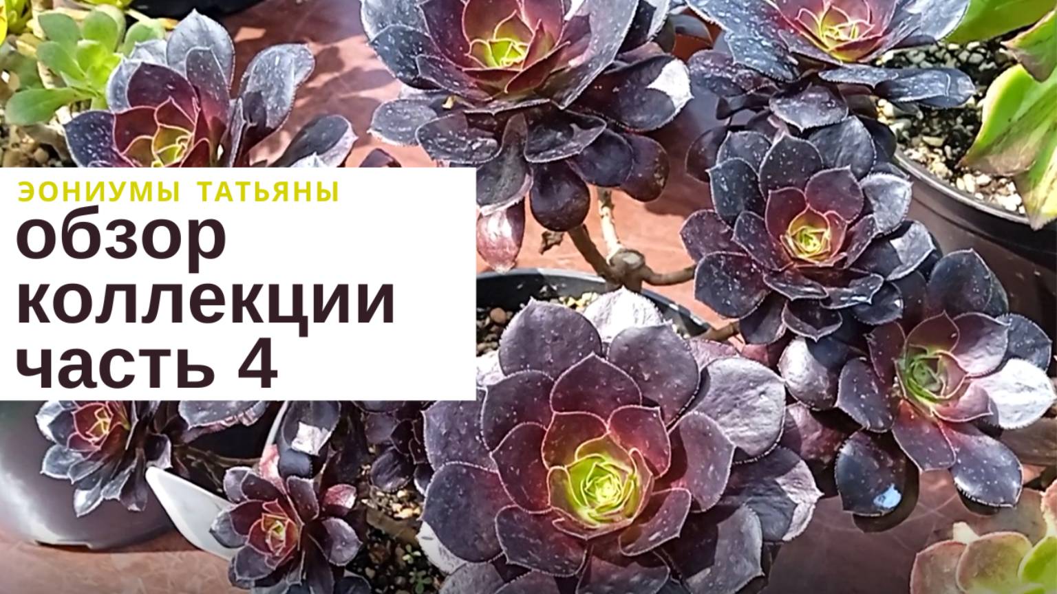 №186 Обзор моей коллекции эониумов. Часть 4